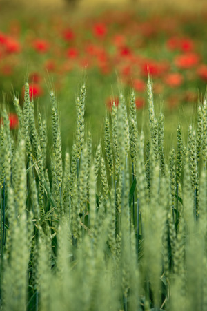 Close up of green wheat plants on the field in early summerの写真素材