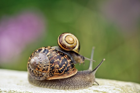 Small snake riding piggyback on larger snail
