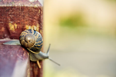 Snails on Plant Leaf in the Garden in Summerの写真素材