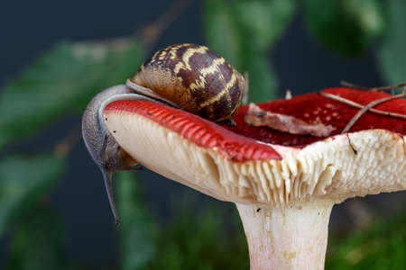 Snail in the autumn forest with mushroom and mossの写真素材
