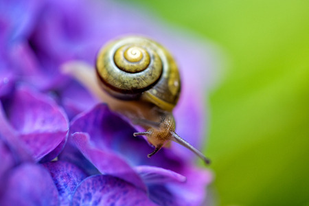 Snail in the garden in summer crawling on violet hortensia flowerの写真素材