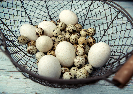 Quail Eggs and Duck Egg in small metal basketの写真素材