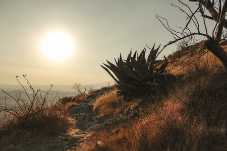 Sunset in the mountain, silhouette of an agaveのeditorial素材