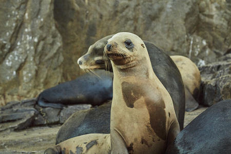 Sea Lion basking in the sun ,on Sea Lion rock, in Cabo San Lucas Baja Mexico Baja California Surの写真素材