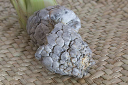 The huitlacoche or cuitlacoche, is a fungus of the family Ustilaginaceae Mexico.
