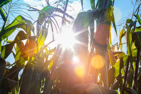 corn and sun close up