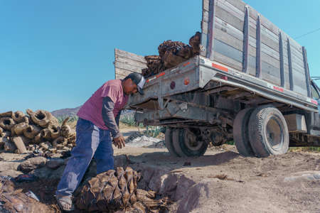 man loading a truck with agave pineapples after being cooked