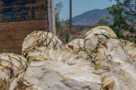 Agave pineapples ready for the production of mezcal in oaxaca Mexicoの写真素材