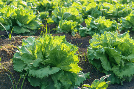 Iceberg lettuce growing in the field