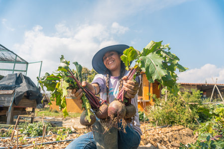 young female farmer in hat harvesting beetroots in fieldの写真素材