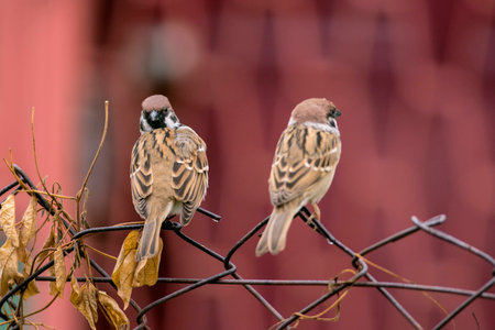 Birds resting on the fence in morningの写真素材