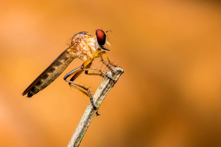 A robber fly resting on a dry branch in the morning. Selective focusingの写真素材