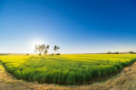 Clear Sky during sunrise at paddy fieldの写真素材