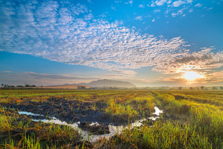 Sunrise at paddy field after harvest with clouds in sky on foggy dayの写真素材