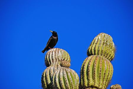 Black bird per ched on Saguaro cactusの写真素材