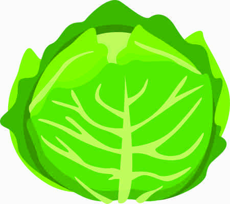 Cabbage Vector Imageの写真素材