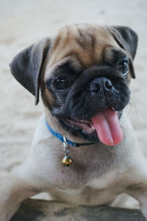 Portrait of Beautiful male Pug puppy dog stand around on the ground and looking forwordの写真素材