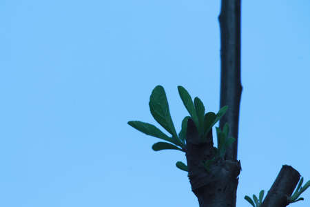 Dark leaves and branches of a tree in front of blue sky , nature background, spring conceptの写真素材