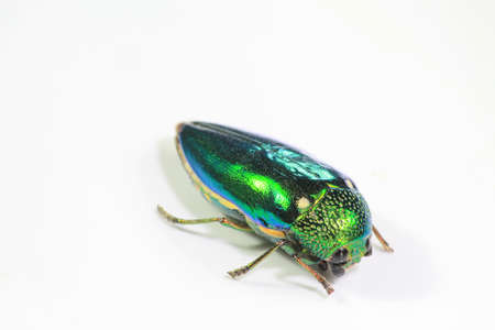 buautiful buprestis beetle  on white backgroundの写真素材