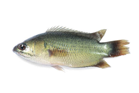 Thai cichlid fish isolated on white backgroundの写真素材