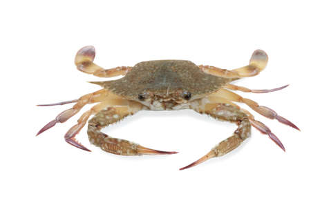 Closeup Fresh horse crab isolated on white backgroundの写真素材