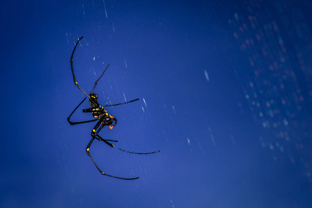 Spider legsの写真素材