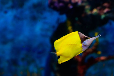 yellow fishの写真素材