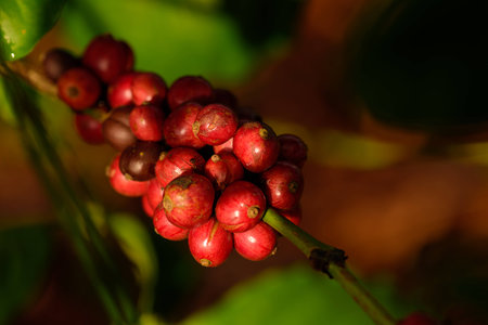 the coffeの写真素材