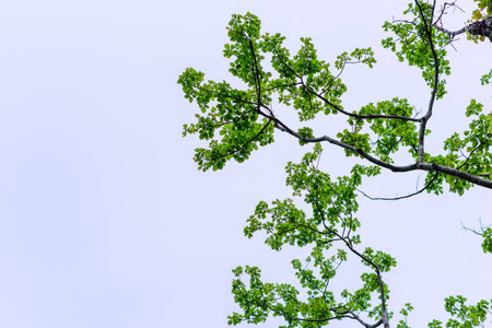 the treeの写真素材