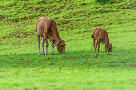 the farmの写真素材