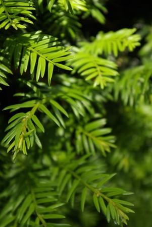 green leafの写真素材