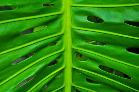 leaf of Philodendronの写真素材