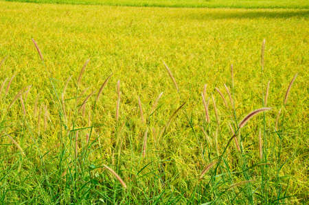 Rice fieldの写真素材