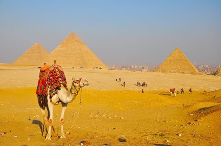 Camel and Great Pyramid of Gizaの写真素材