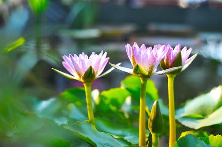 Three Lotus or water lilyの写真素材