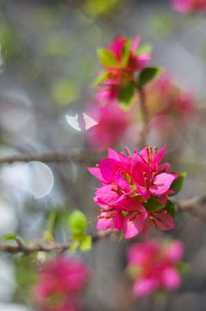 Paper flower or Bougainvilleaの写真素材