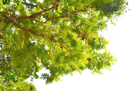 Green Leaves on white backgroundの写真素材