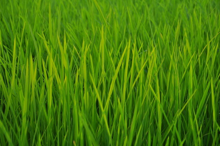 Rice Fieldの写真素材