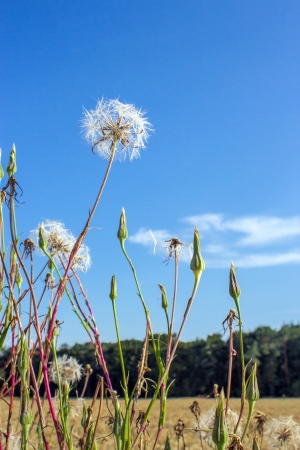 Wildflowers grow  Hypochaeris radicataの写真素材