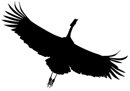 Silhouette black of flying crane bird.のイラスト素材