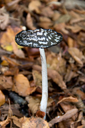 Coprinus mushroom wild in forest. Autumn timeの写真素材