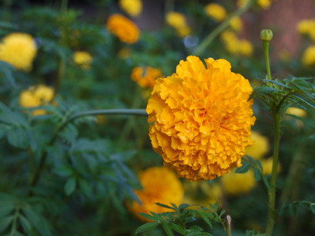 beautiful flower in natureの写真素材