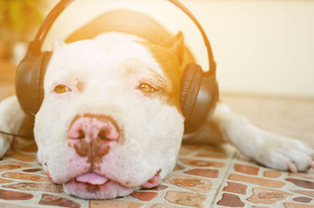 Pitbull dog listening to musicの写真素材