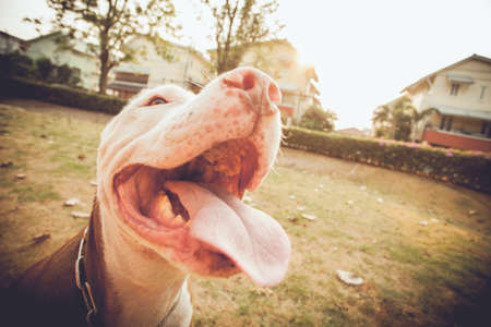 Happy  pitbull looking with tongue outの写真素材