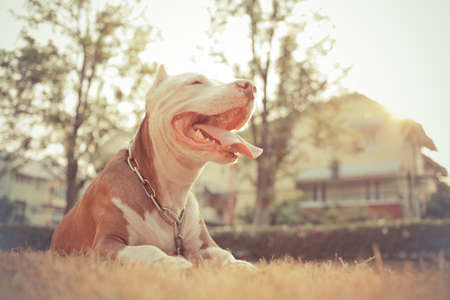 Happy  pitbull looking with tongue out