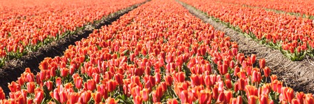 Tulips in a flower field in Hollandの写真素材