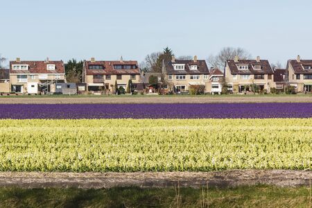 A field with white flowering hyacinth bulbs in Hollandの写真素材