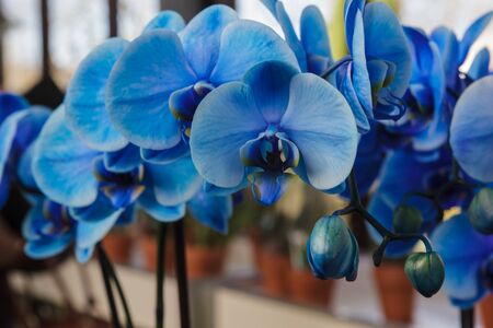Beautiful blue orchidの写真素材