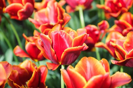 Flower bed with red tulips (Tulipa) in spring time