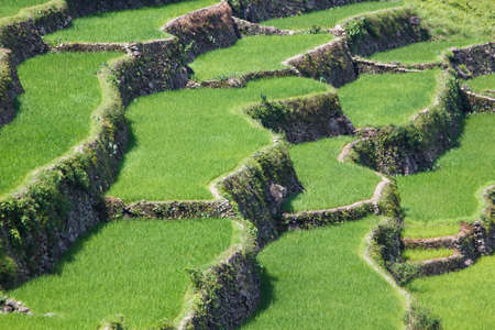 Batad rice field terraces in Ifugao province, Banaue, Philippinesのeditorial素材